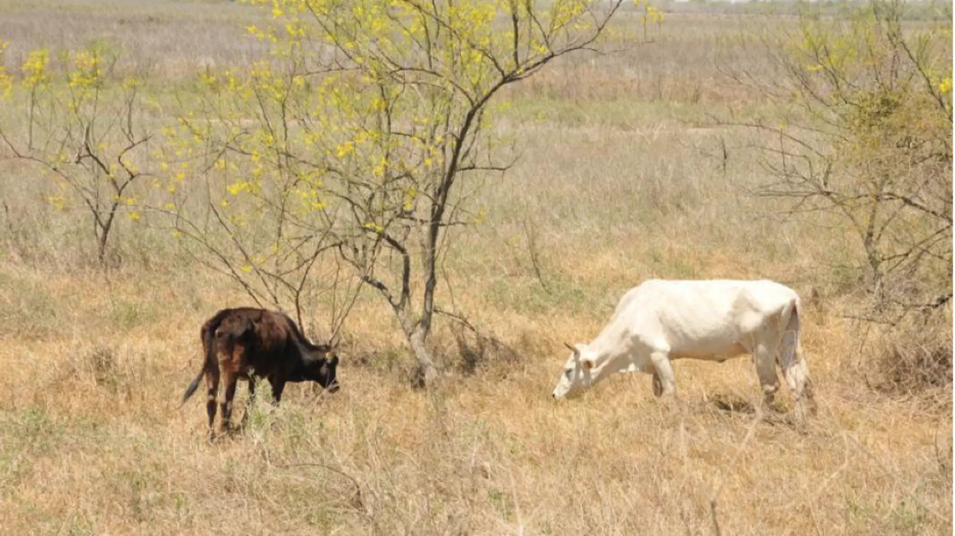 En riesgo ranchos ganaderos de Pueblo Viejo